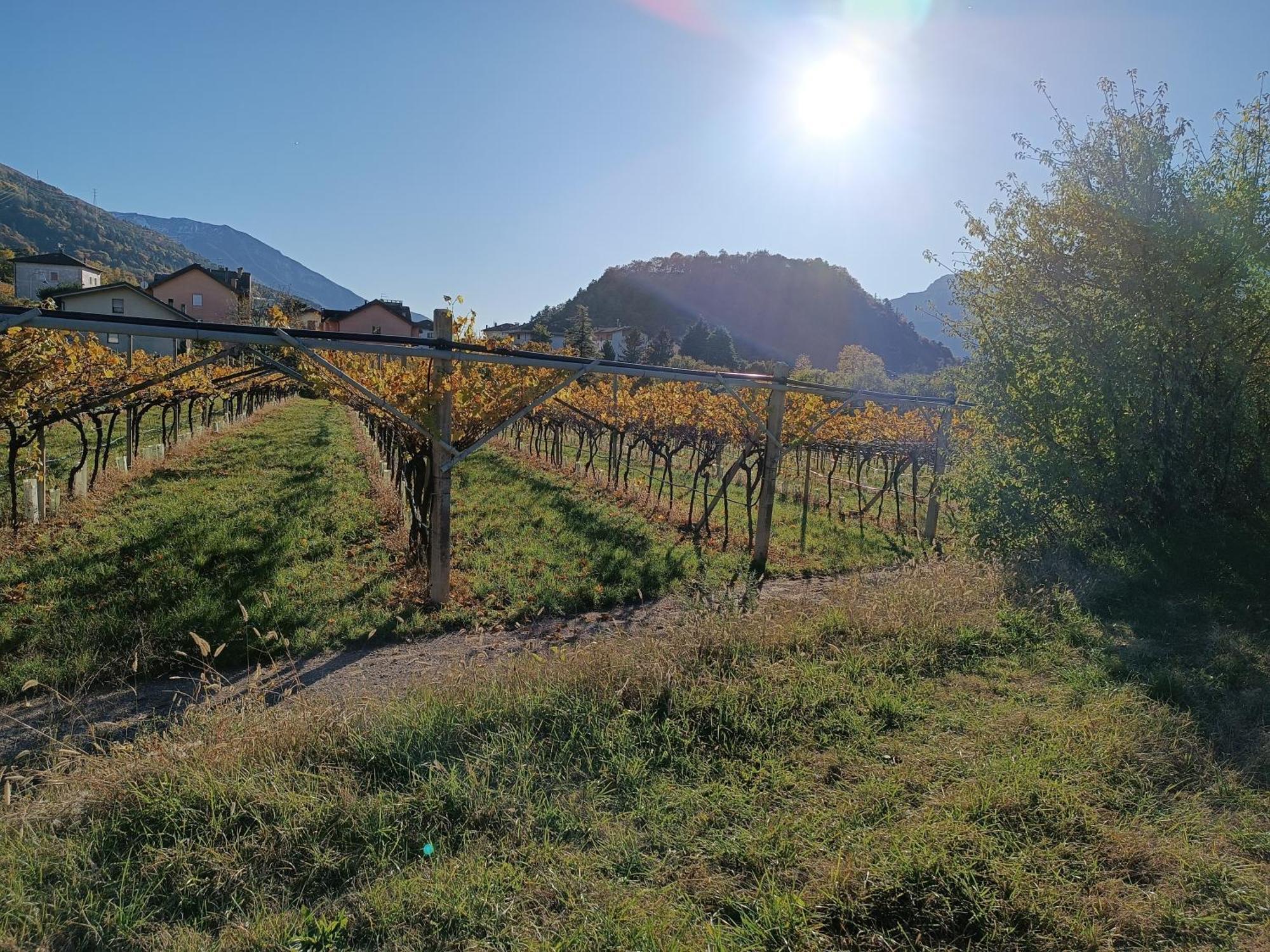 Appartamenti Moderni, Luminosi E Tranquilli Con Parcheggio Privato - Agritur La Tenuta 特伦托 外观 照片